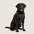 Labrador mit dem schwarzen Palier Anti-Zug-Geschirr mit Brustring und Haltegriff