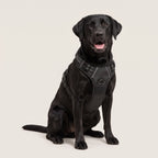 Labrador mit dem schwarzen Palier Anti-Zug-Geschirr mit Brustring und Haltegriff