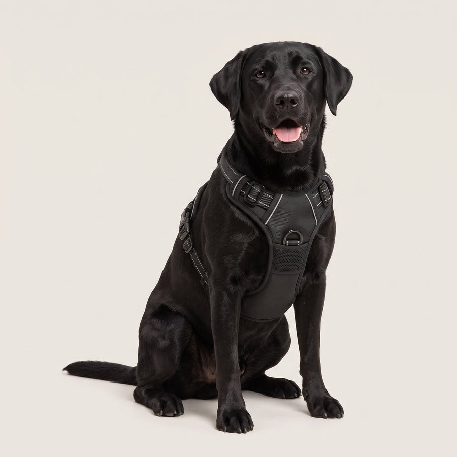 Labrador mit dem schwarzen Palier Anti-Zug-Geschirr mit Brustring und Haltegriff