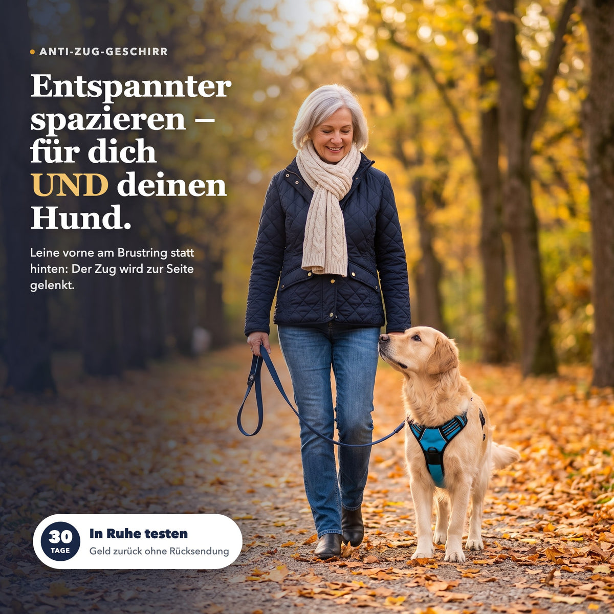 Entspannter Spaziergang im Herbst: Frau mit Golden Retriever, Leine am Brustring des blauen Palier Anti-Zug-Geschirrs