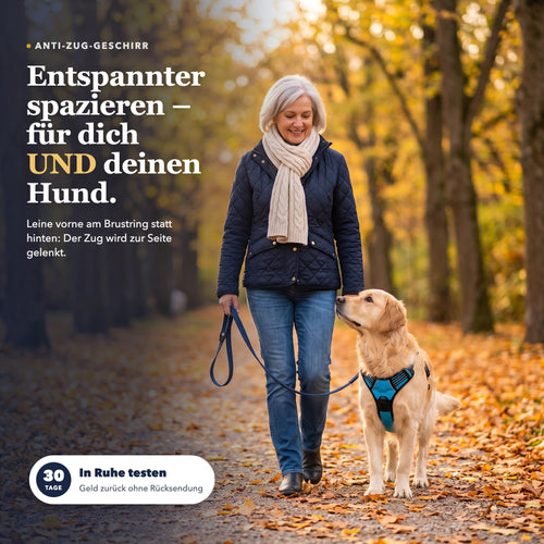 Entspannter Spaziergang im Herbst: Frau mit Golden Retriever, Leine am Brustring des blauen Palier Anti-Zug-Geschirrs