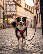 Border Collie mit dem roten Anti-Zug-Geschirr in der Altstadt