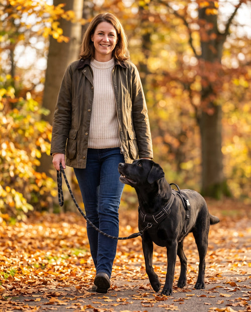 Entspannter Herbstspaziergang: Labrador mit Anti-Zug-Geschirr, Leine am Brustring vorne